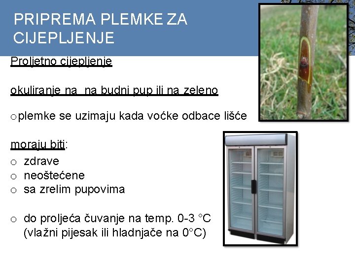 PRIPREMA PLEMKE ZA CIJEPLJENJE Proljetno cijepljenje okuliranje na na budni pup ili na zeleno