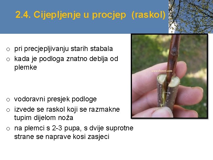 2. 4. Cijepljenje u procjep (raskol) o pri precjepljivanju starih stabala o kada je