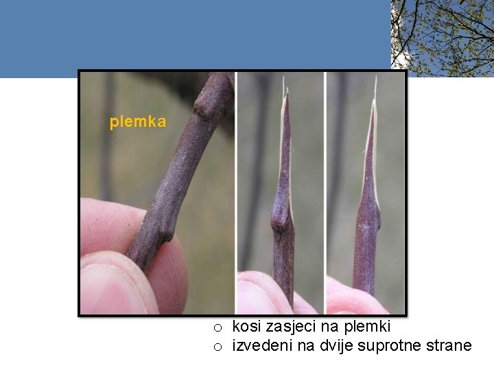 plemka o kosi zasjeci na plemki o izvedeni na dvije suprotne strane 