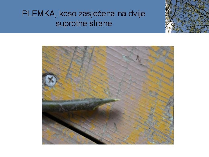 PLEMKA, koso zasječena na dvije suprotne strane 