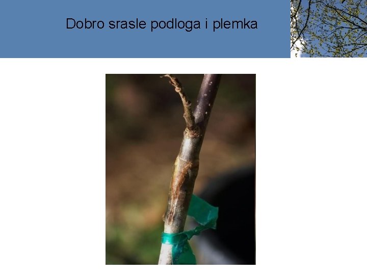 Dobro srasle podloga i plemka 