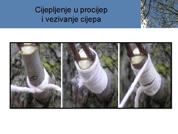 Cijepljenje u procijep i vezivanje cijepa 