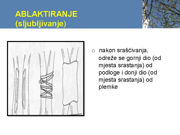 ABLAKTIRANJE (sljubljivanje) o nakon srašćivanja, odreže se gornji dio (od mjesta srastanja) od podloge