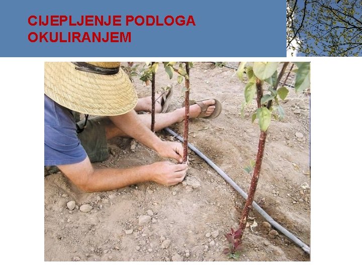 CIJEPLJENJE PODLOGA OKULIRANJEM 