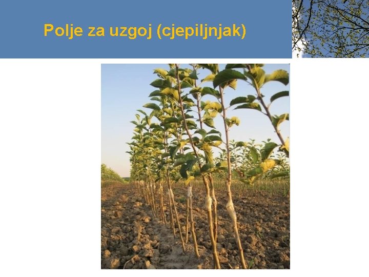 Polje za uzgoj (cjepiljnjak) 