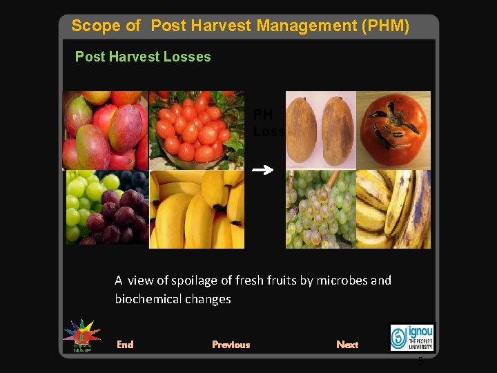 Scope of Post Harvest Management (PHM) Post Harvest Losses PH Losses A view of