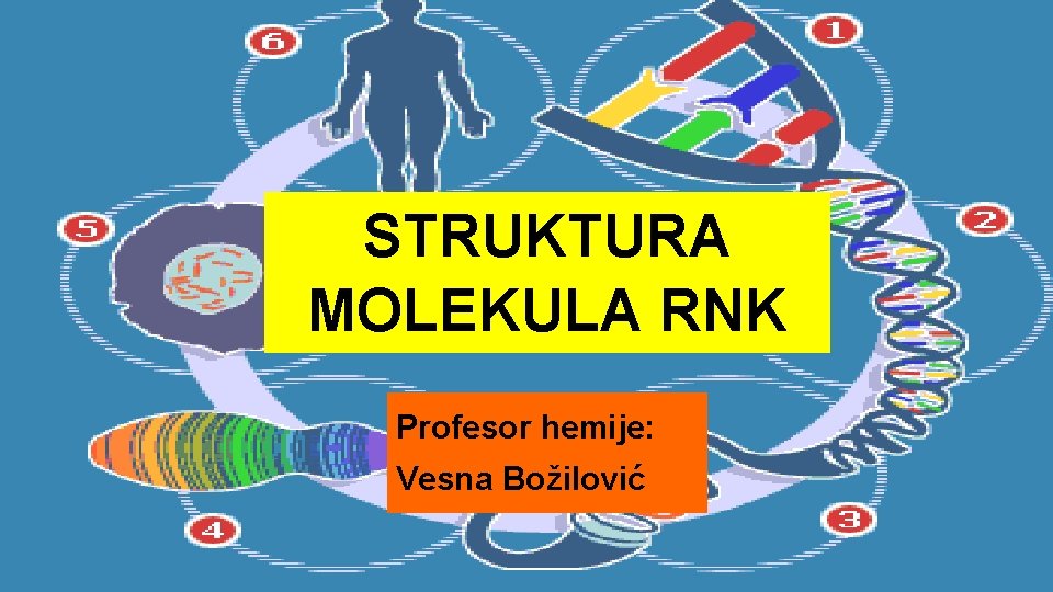 STRUKTURA MOLEKULA RNK Profesor hemije: Vesna Božilović 