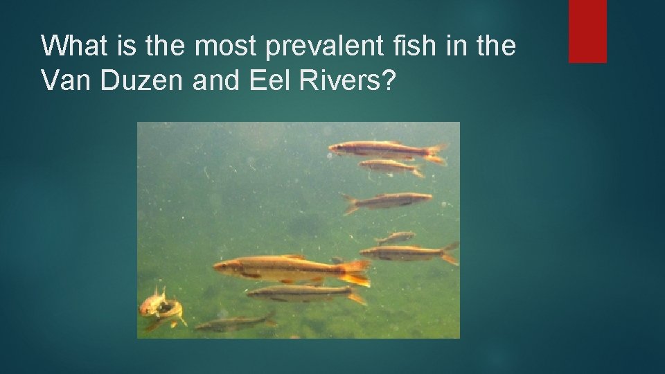 What is the most prevalent fish in the Van Duzen and Eel Rivers? 