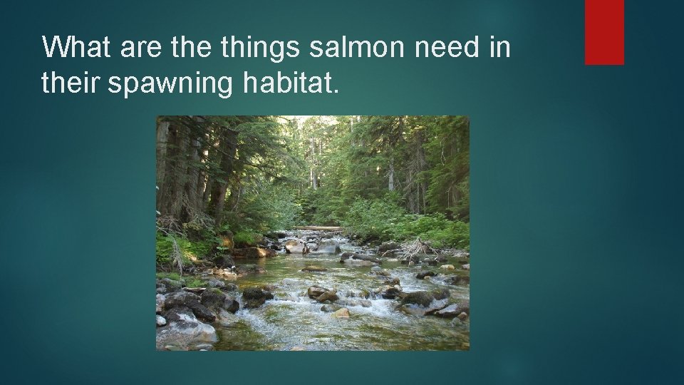 What are things salmon need in their spawning habitat. 