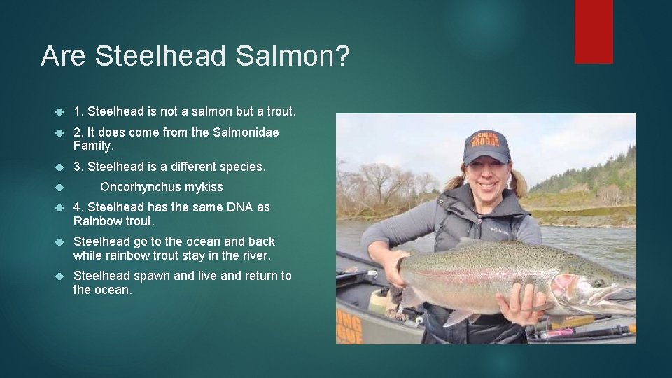 Are Steelhead Salmon? 1. Steelhead is not a salmon but a trout. 2. It