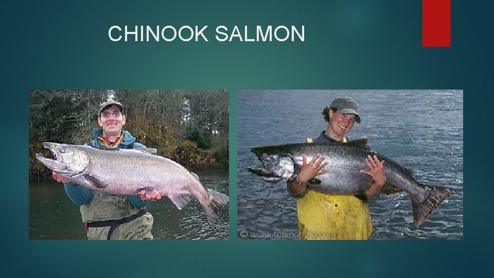 CHINOOK SALMON 