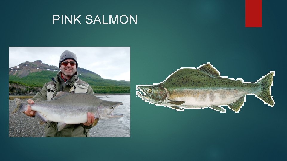 PINK SALMON 