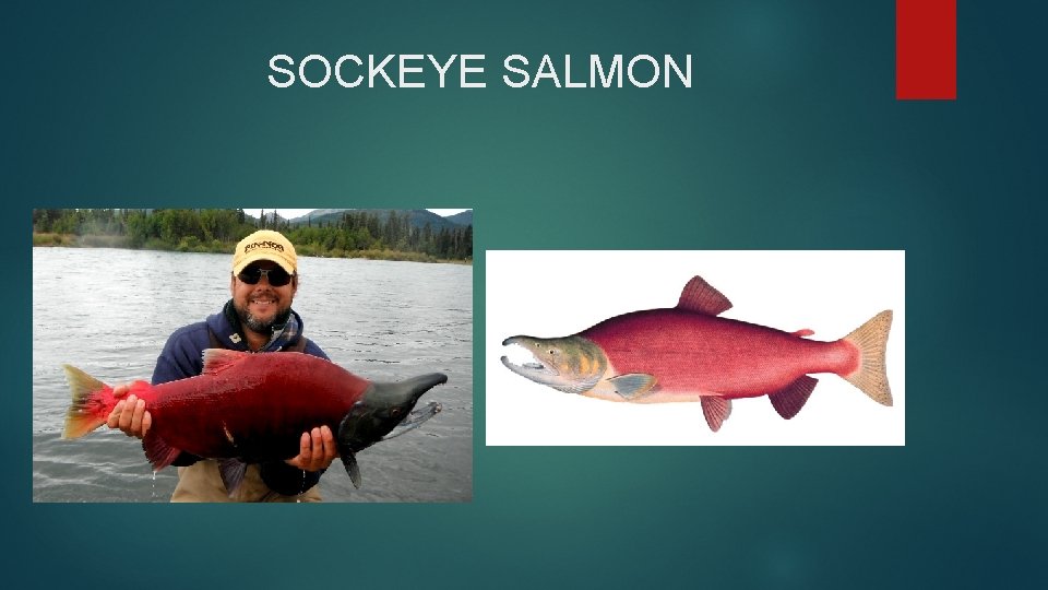 SOCKEYE SALMON 