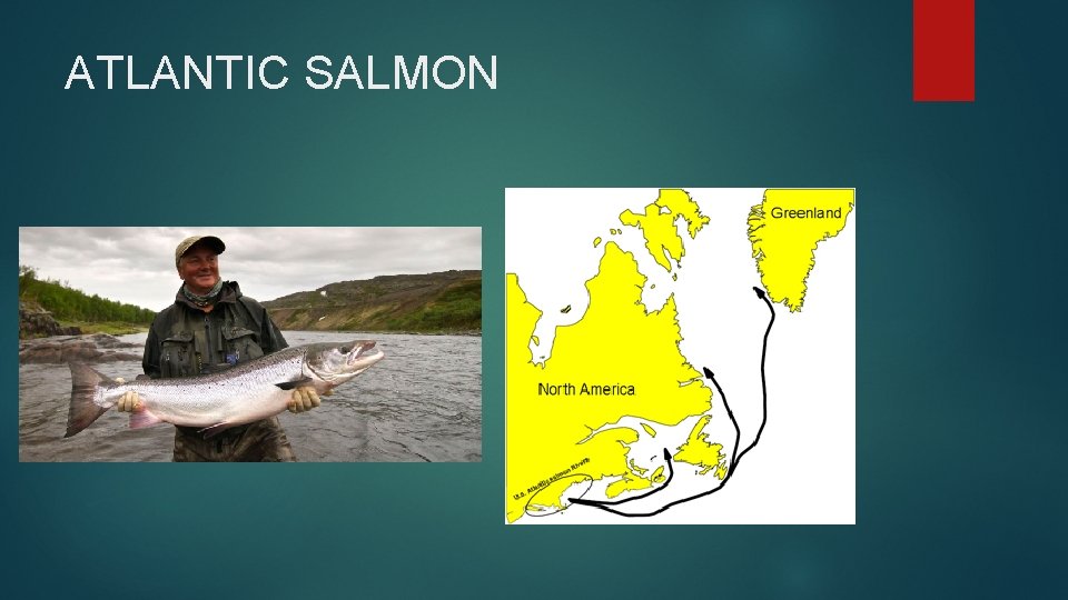 ATLANTIC SALMON 