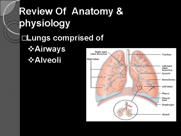 Review Of Anatomy & physiology �Lungs comprised of v. Airways v. Alveoli 