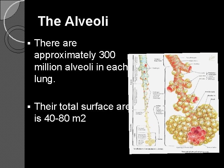 The Alveoli § There approximately 300 million alveoli in each lung. § Their total
