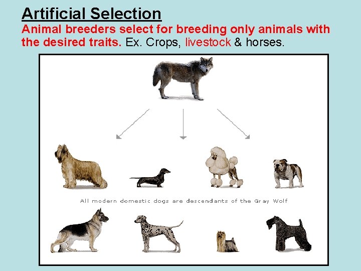 Artificial Selection Animal breeders select for breeding only animals with the desired traits. Ex.