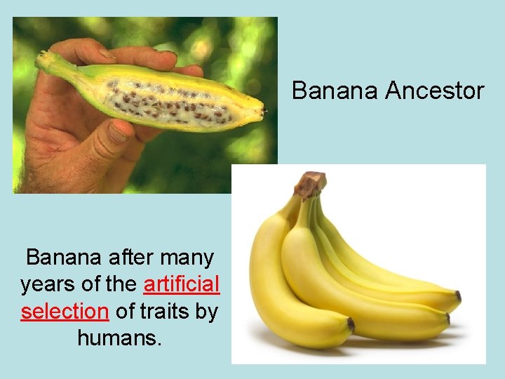 Banana Ancestor Banana after many years of the artificial selection of traits by humans.