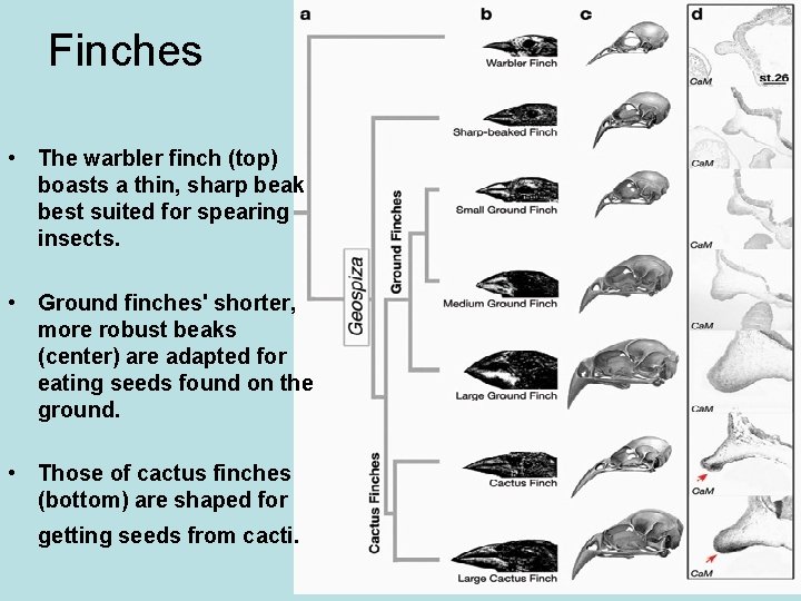 Finches • The warbler finch (top) boasts a thin, sharp beak best suited for