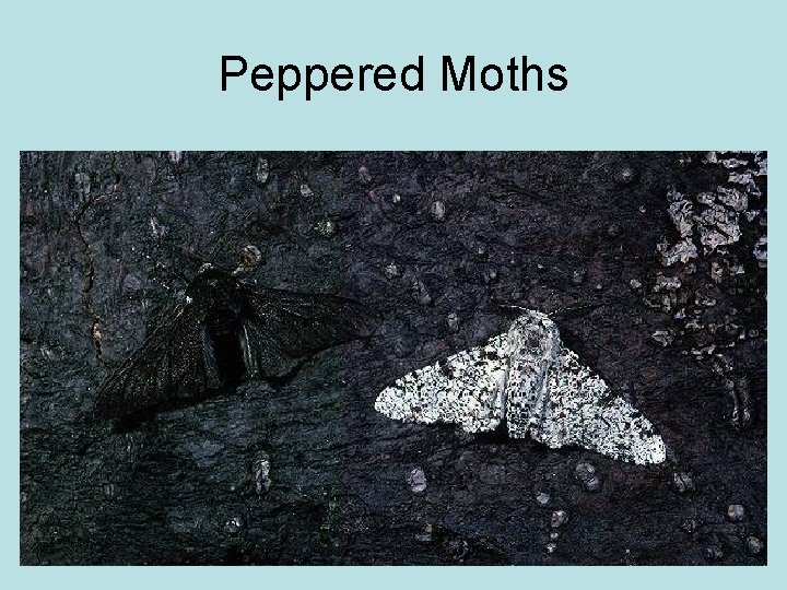 Peppered Moths 