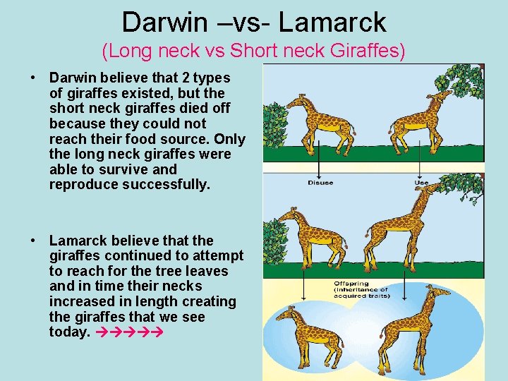 Darwin –vs- Lamarck (Long neck vs Short neck Giraffes) • Darwin believe that 2