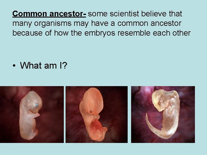 Common ancestor- some scientist believe that many organisms may have a common ancestor because