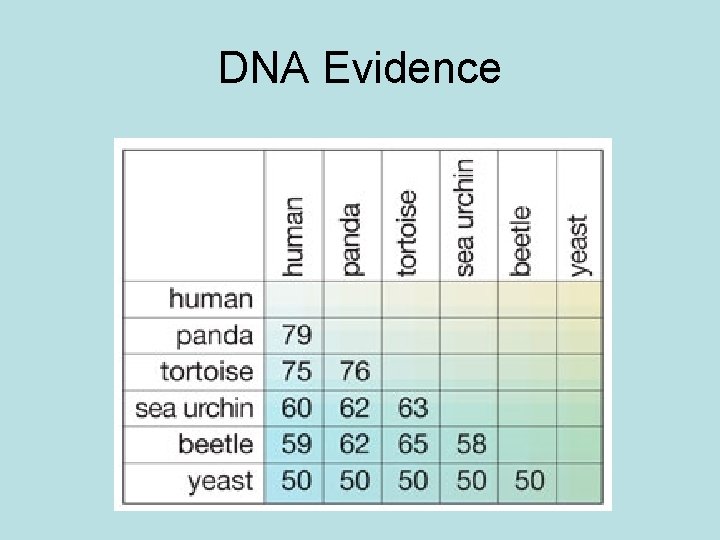 DNA Evidence 