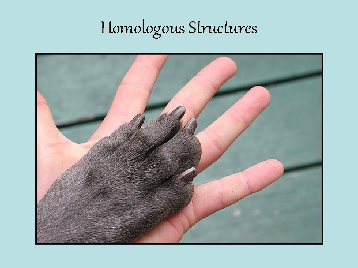 Homologous Structures 