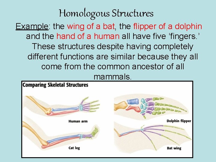 Homologous Structures Example: the wing of a bat, the flipper of a dolphin and