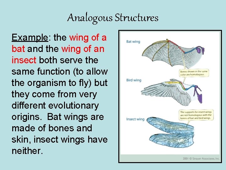 Analogous Structures Example: the wing of a bat and the wing of an insect