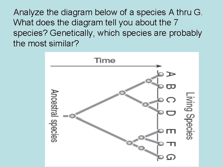 Analyze the diagram below of a species A thru G. What does the diagram