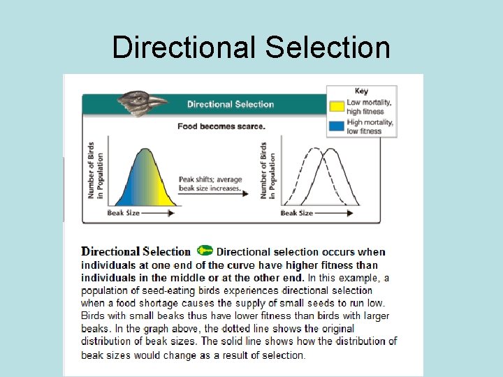 Directional Selection 