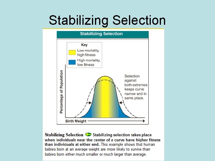 Stabilizing Selection 