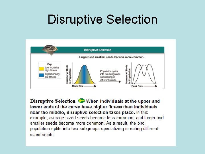 Disruptive Selection 