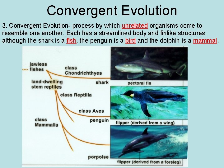 Convergent Evolution 3. Convergent Evolution- process by which unrelated organisms come to resemble one