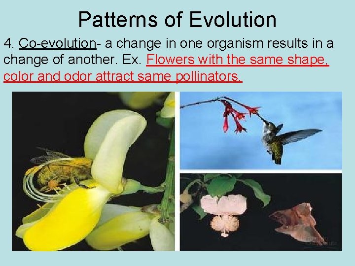 Patterns of Evolution 4. Co-evolution- a change in one organism results in a change