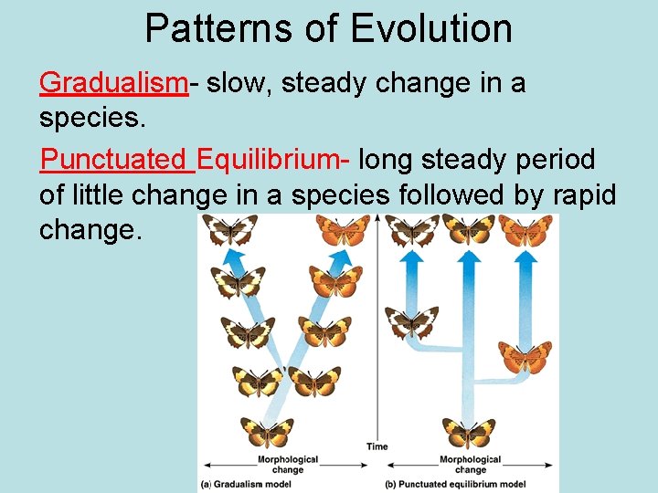 Patterns of Evolution Gradualism- slow, steady change in a species. Punctuated Equilibrium- long steady