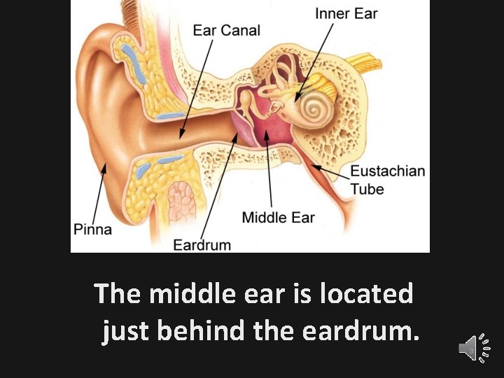 The middle ear is located just behind the eardrum. 3 