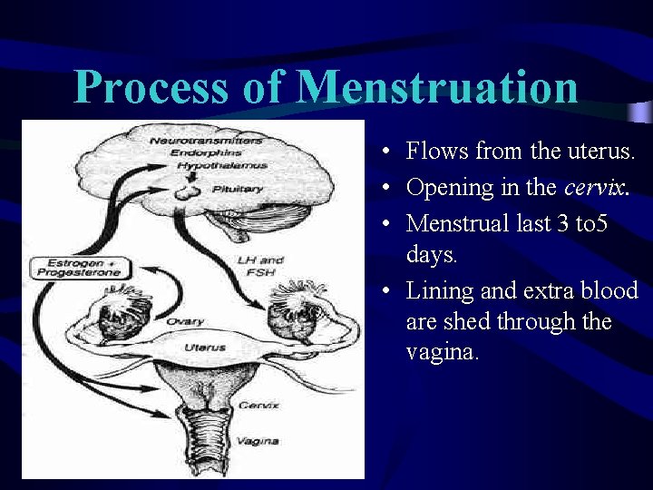 Process of Menstruation • Flows from the uterus. • Opening in the cervix. • Process of Menstruation • Flows from the uterus. • Opening in the cervix. •