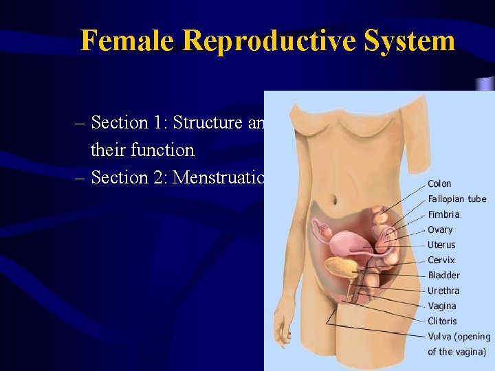 Female Reproductive System – Section 1: Structure and their function – Section 2: Menstruation Female Reproductive System – Section 1: Structure and their function – Section 2: Menstruation