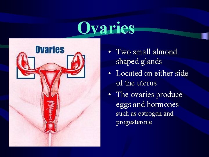 Ovaries • Two small almond shaped glands • Located on either side of the Ovaries • Two small almond shaped glands • Located on either side of the