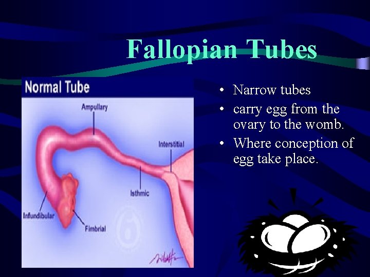 Fallopian Tubes • Narrow tubes • carry egg from the ovary to the womb. Fallopian Tubes • Narrow tubes • carry egg from the ovary to the womb.