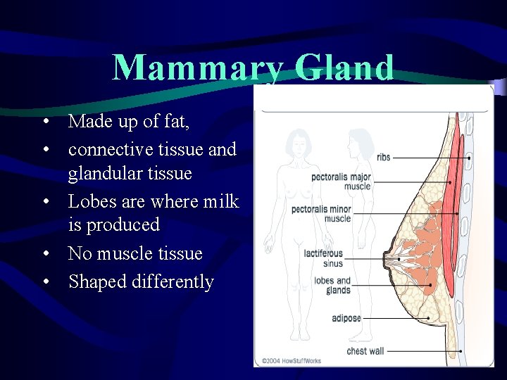 Mammary Gland • Made up of fat, • connective tissue and glandular tissue • Mammary Gland • Made up of fat, • connective tissue and glandular tissue •