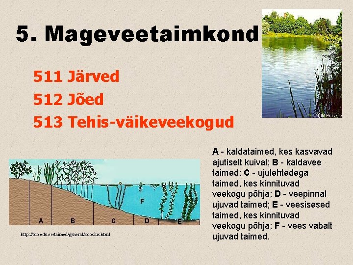 5. Mageveetaimkond 511 Järved 512 Jõed 513 Tehis-väikeveekogud http: //bio. edu. ee/taimed/general/kooslus. html A