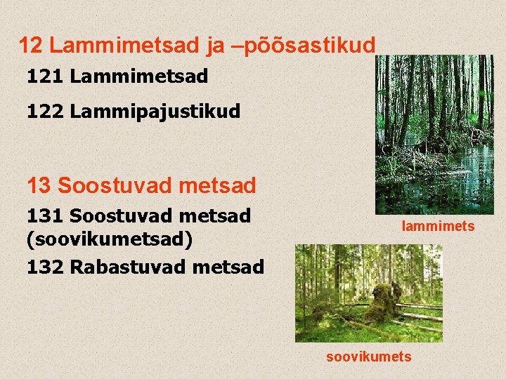 12 Lammimetsad ja –põõsastikud 121 Lammimetsad 122 Lammipajustikud 13 Soostuvad metsad 131 Soostuvad metsad