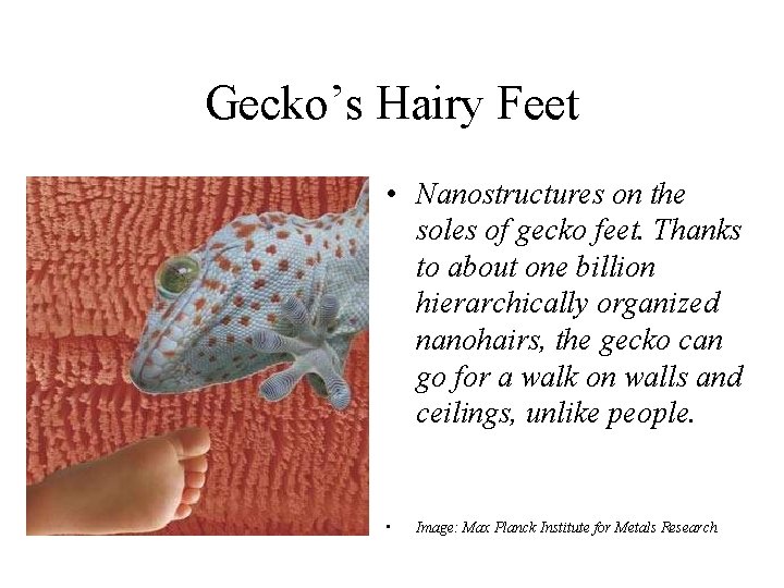 Gecko’s Hairy Feet • Nanostructures on the soles of gecko feet. Thanks to about