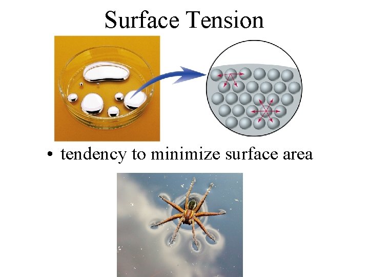 Surface Tension • tendency to minimize surface area 