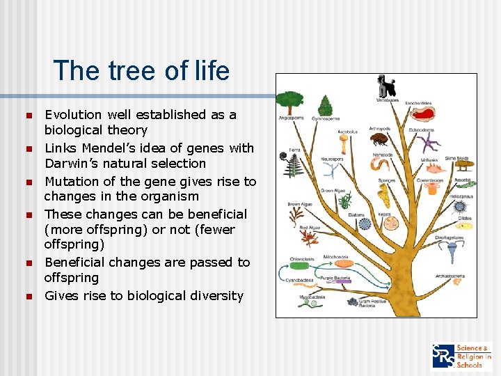 The tree of life n n n Evolution well established as a biological theory