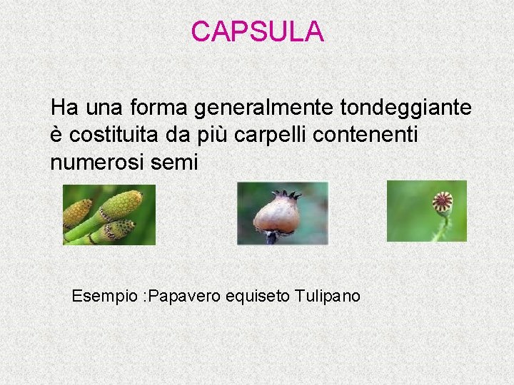 CAPSULA Ha una forma generalmente tondeggiante è costituita da più carpelli contenenti numerosi semi