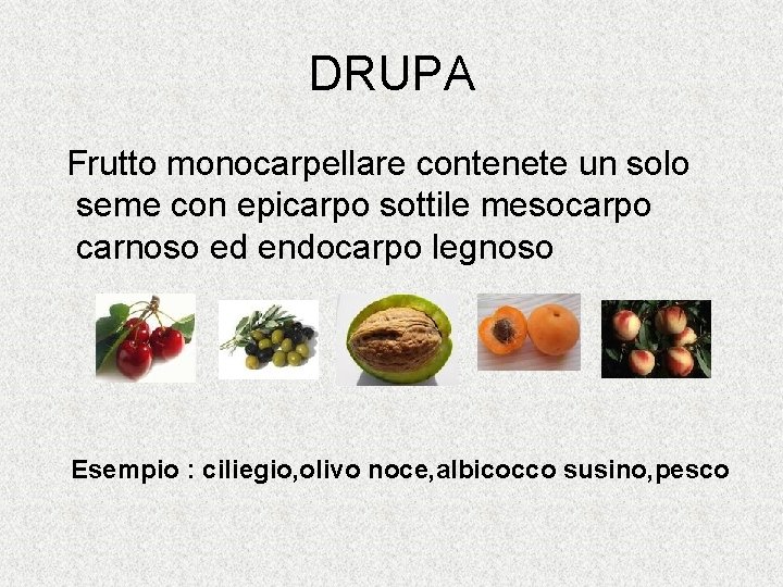 DRUPA Frutto monocarpellare contenete un solo seme con epicarpo sottile mesocarpo carnoso ed endocarpo